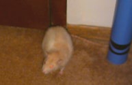 [rat]