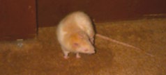 [scratch]